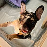 dog, puppy, french_bulldog, indoor, cute, pet, animal, tongue_out, playful, close_up, ears_up, happy, fur, canine, young, looking_at_camera, smiling, friendly, energetic, house