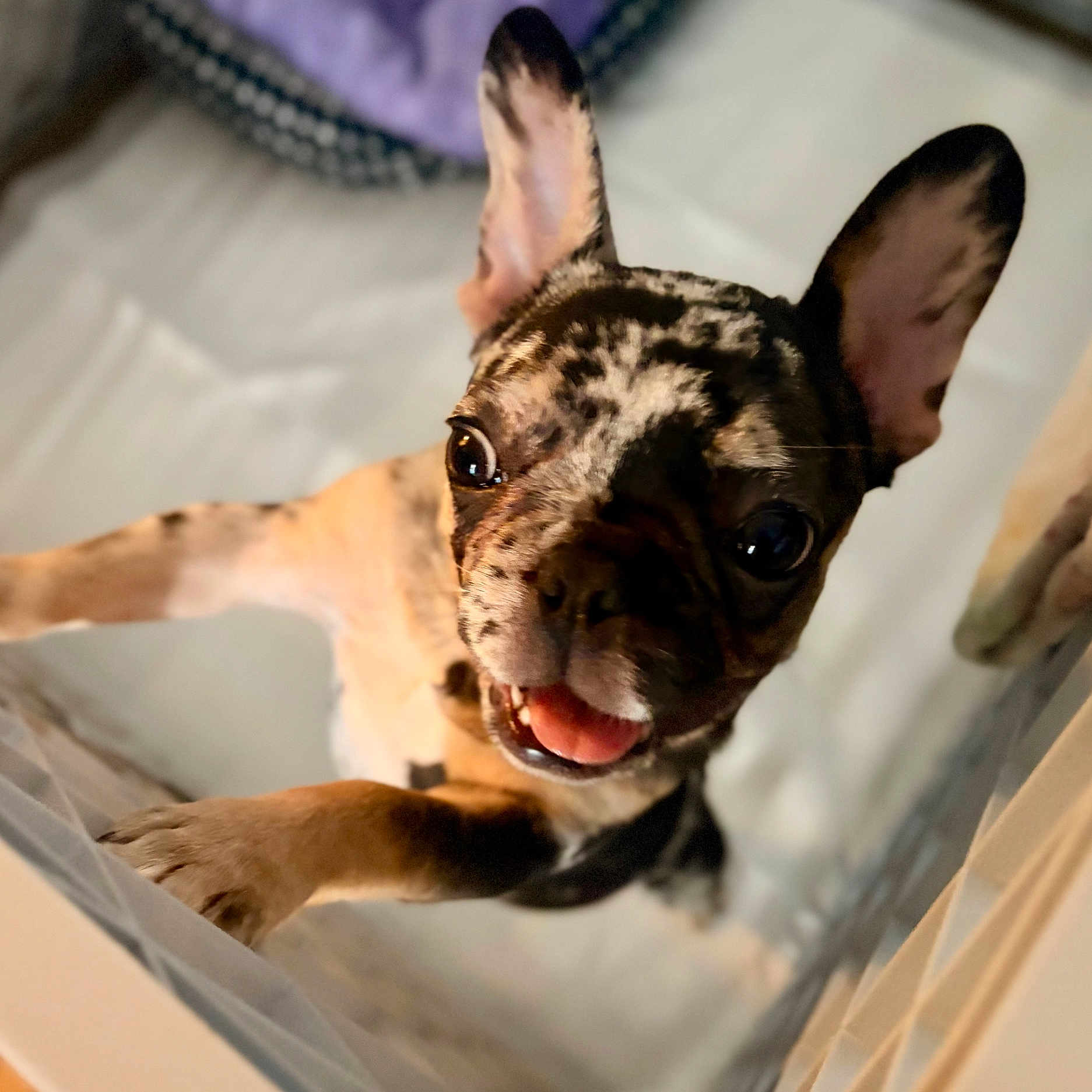 Toast joined the competition — help win amazing prizes! dog, puppy, french_bulldog, indoor, cute, pet, animal, tongue_out, playful, close_up, ears_up, happy, fur, canine, young, looking_at_camera, smiling, friendly, energetic, house