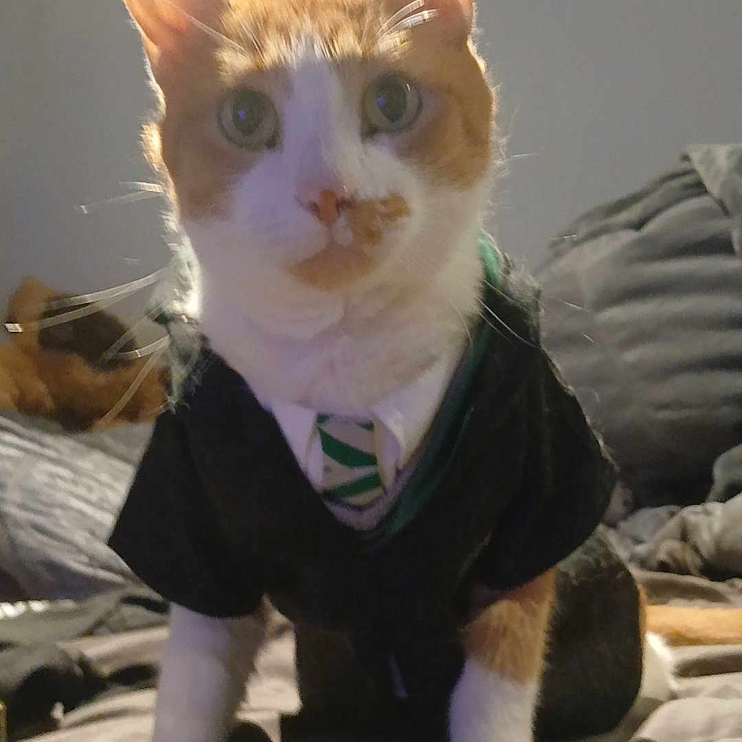 Ace is registered to the contest to win money with this photo: abyssinian, animal, bed, bedroom, cat, couch, cushion, face, furniture, head, homedecor, indoors, interiordesign, kitten, manx, person, pet, photography, portrait, room