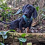 dog, puppy, dachshund, forest, nature, log, plants, greenery, leaves, earth, outdoor, animal, pet, curious, small, young, harness, brown, black, cute
