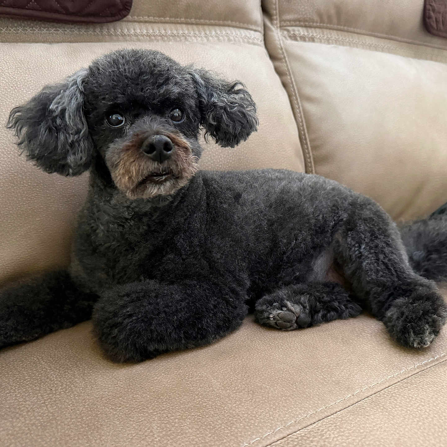 Rosica Macintosh joined the competition — help win amazing prizes! dog, black_dog, small_dog, curly_fur, poodle_mix, pet, animal, portrait, closeup, sitting, lying_down, couch, leather_couch, indoors, home, groomed, floppy_ears, dark_fur, camera_gaze, cozy