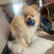 Ugoline Desmettre a rejoint le concours — aidez-le/la à gagner de superbes lots ! animal, ball, couch, cream_colored, cute, dog, fireplace, fluffy, furniture, home, household, indoor, living_room, person, pet, pillow, pomeranian, relaxing, toy, window