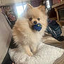 animal, ball, couch, cream_colored, cute, dog, fireplace, fluffy, furniture, home, household, indoor, living_room, person, pet, pillow, pomeranian, relaxing, toy, window