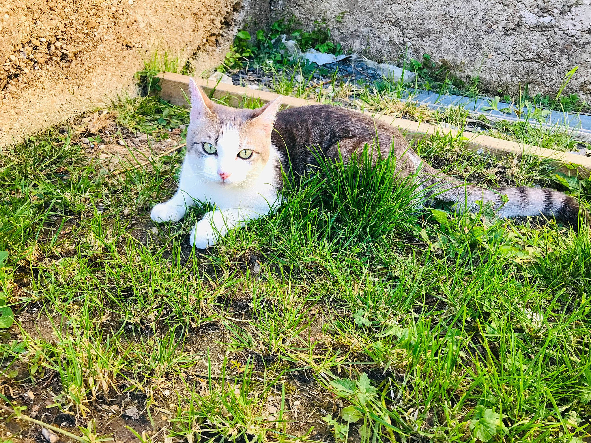 Lya a rejoint le concours — aidez-le/la à gagner de superbes lots ! carnivore, cat, domestic_short_haired_cat, european_shorthair, felidae, grass, grass_family, organism, plant, small_to_medium_sized_cats, tail, tree, whiskers, wild_cat