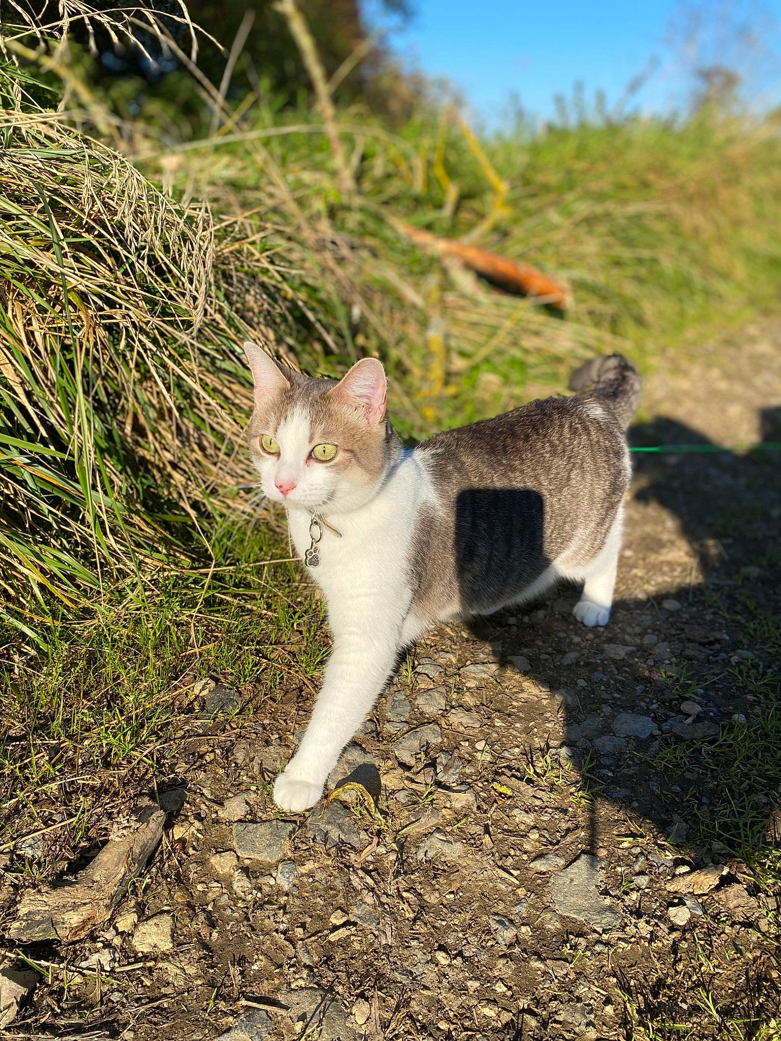 Lya participe au concours pour gagner de l'argent avec cette photo : carnivore, cat, domestic_short_haired_cat, fawn, felidae, fur, grass, groundcover, landscape, plant, sky, small_to_medium_sized_cats, snout, soil, tail, terrestrial_animal, whiskers, wildlife, wood