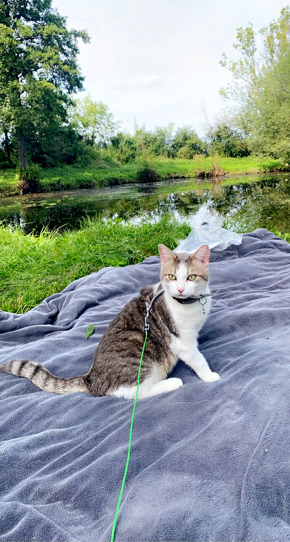 Lya participe au concours pour gagner de l'argent avec cette photo : bank, botany, carnivore, cat, fawn, felidae, fur, grass, lake, landscape, leisure, plant, sky, small_to_medium_sized_cats, tail, tree, water, watercourse, waterway, whiskers