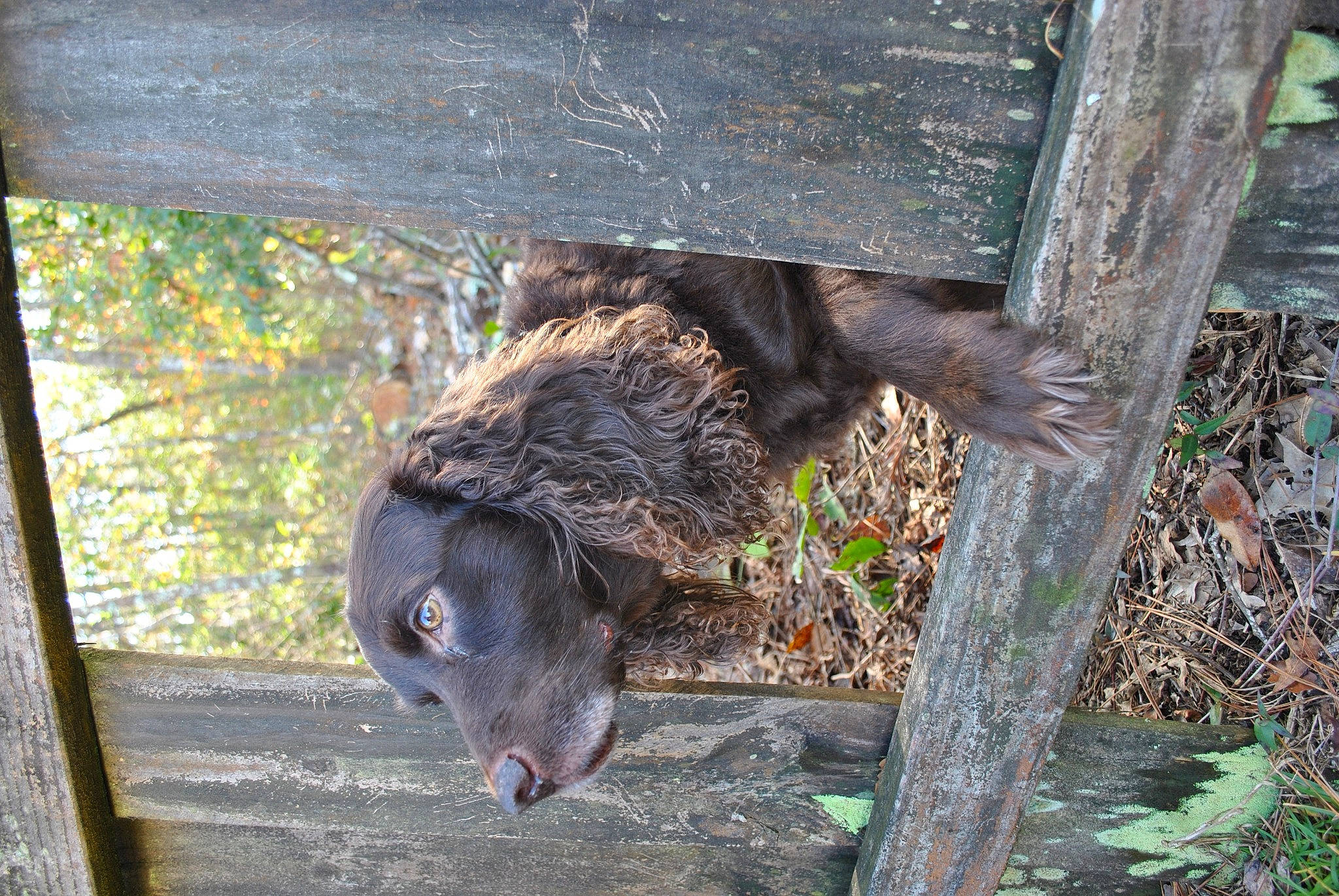 Gunny is registered to the contest to win money with this photo: adaptation, carnivore, dog_breed, fur, paw, snout, tasmanian_devil, terrestrial_animal, wood