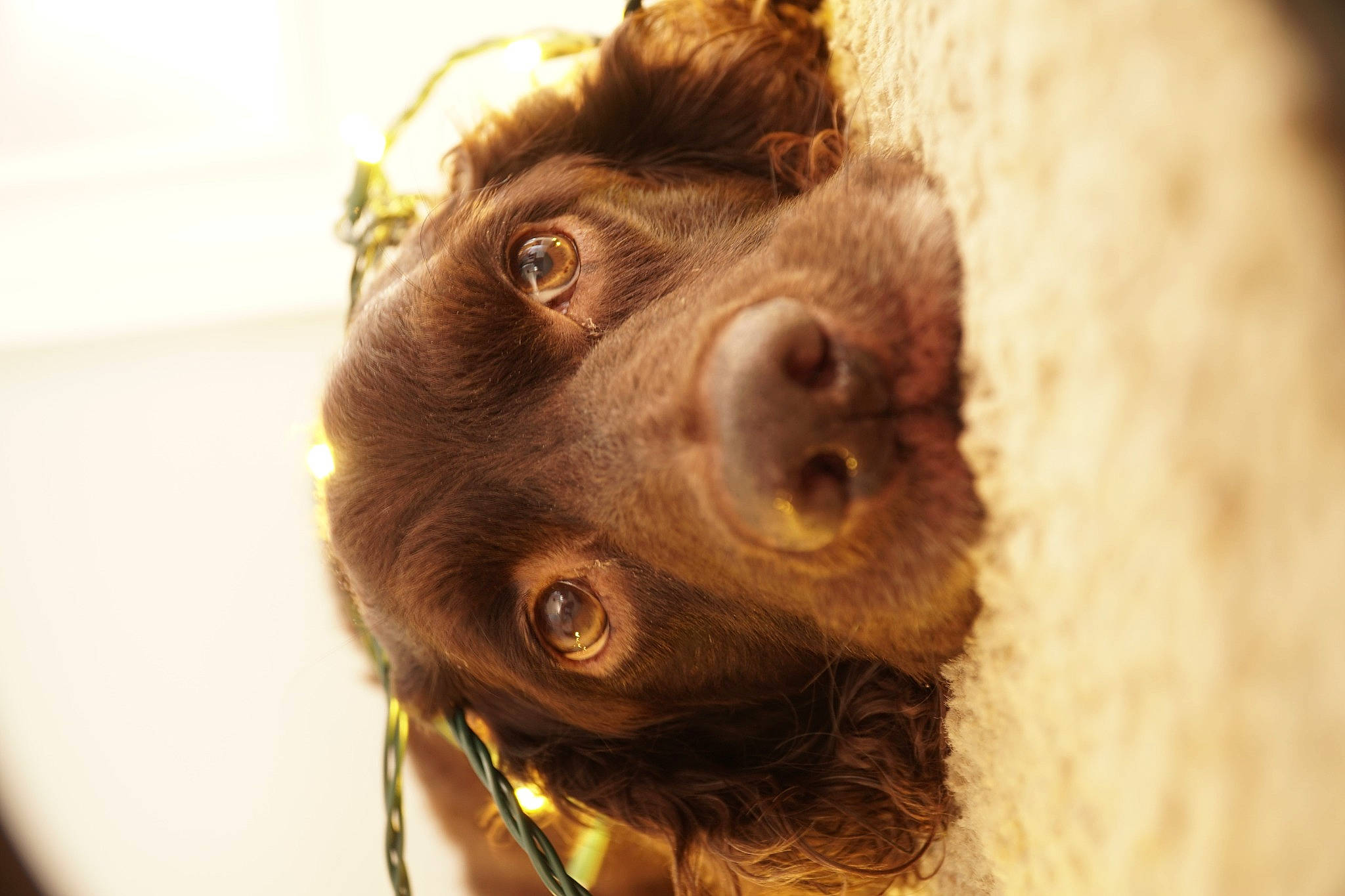 Gunny is registered to the contest to win money with this photo: brown, canidae, carnivore, collar, companion_dog, dog, dog_breed, dog_collar, fawn, fur, iris, liver, pet_supply, skin, snout, sporting_group, terrestrial_animal, vertebrate, working_animal