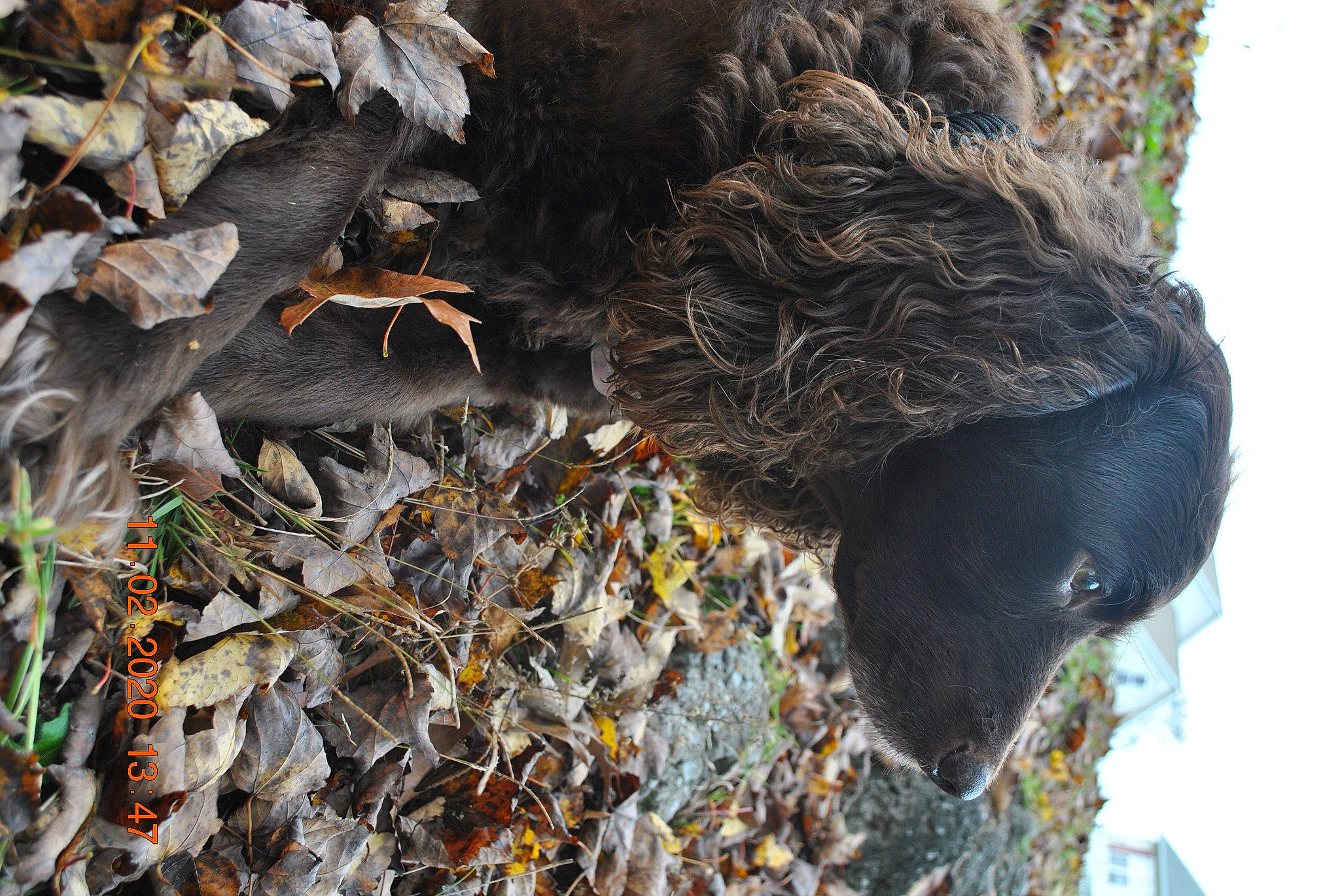 Gunny joined the competition — help win amazing prizes! canidae, dog_breed, fur, leaf, liver, natural_material, organism, snout, sporting_group, terrestrial_animal, water_dog, working_animal, working_dog