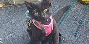 Oliver joined the competition — help win amazing prizes! cat, kitten, black_cat, harness, leash, batman_logo, floor, blue_carpet, skeleton_leg, artwork, background, toy, pet, animal, indoor, curious, sitting, small, yellow_eyes, pink_harness