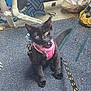 cat, kitten, black_cat, harness, leash, batman_logo, floor, blue_carpet, skeleton_leg, artwork, background, toy, pet, animal, indoor, curious, sitting, small, yellow_eyes, pink_harness