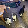 animal, black_and_white_cat, black_cat, brick_wall, carpet, cat, cat_toy, curious, domestic, feline, floor, home, indoor, looking_up, pet, rug, slippers, table, three_cats, trash_bin