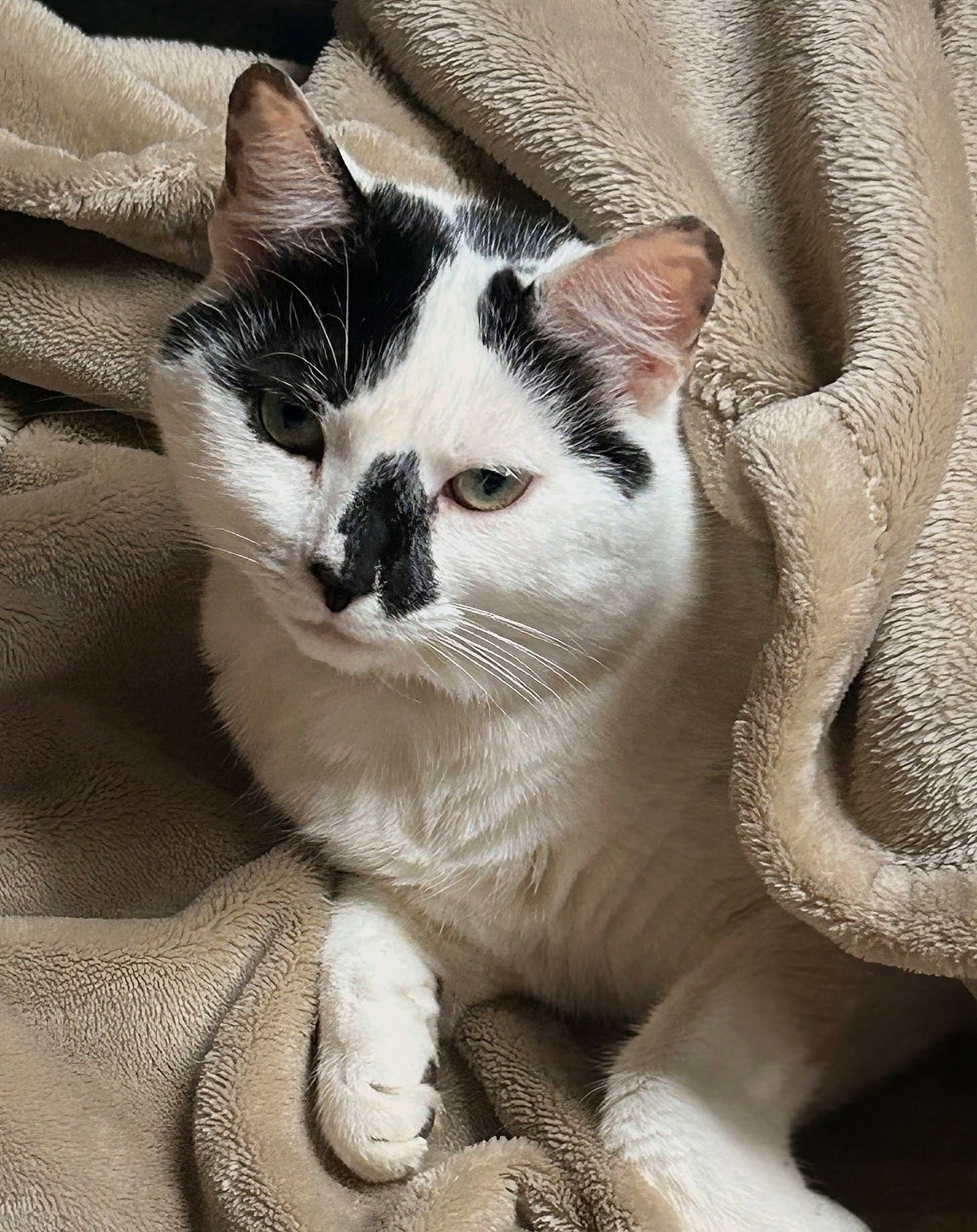 animal, black_markings, blanket, cat, close_up, cozy, cute, domestic_cat, ears, feline, fur, indoor, paw, pet, relaxed, resting, sleepy, soft_texture, whiskers, white_cat