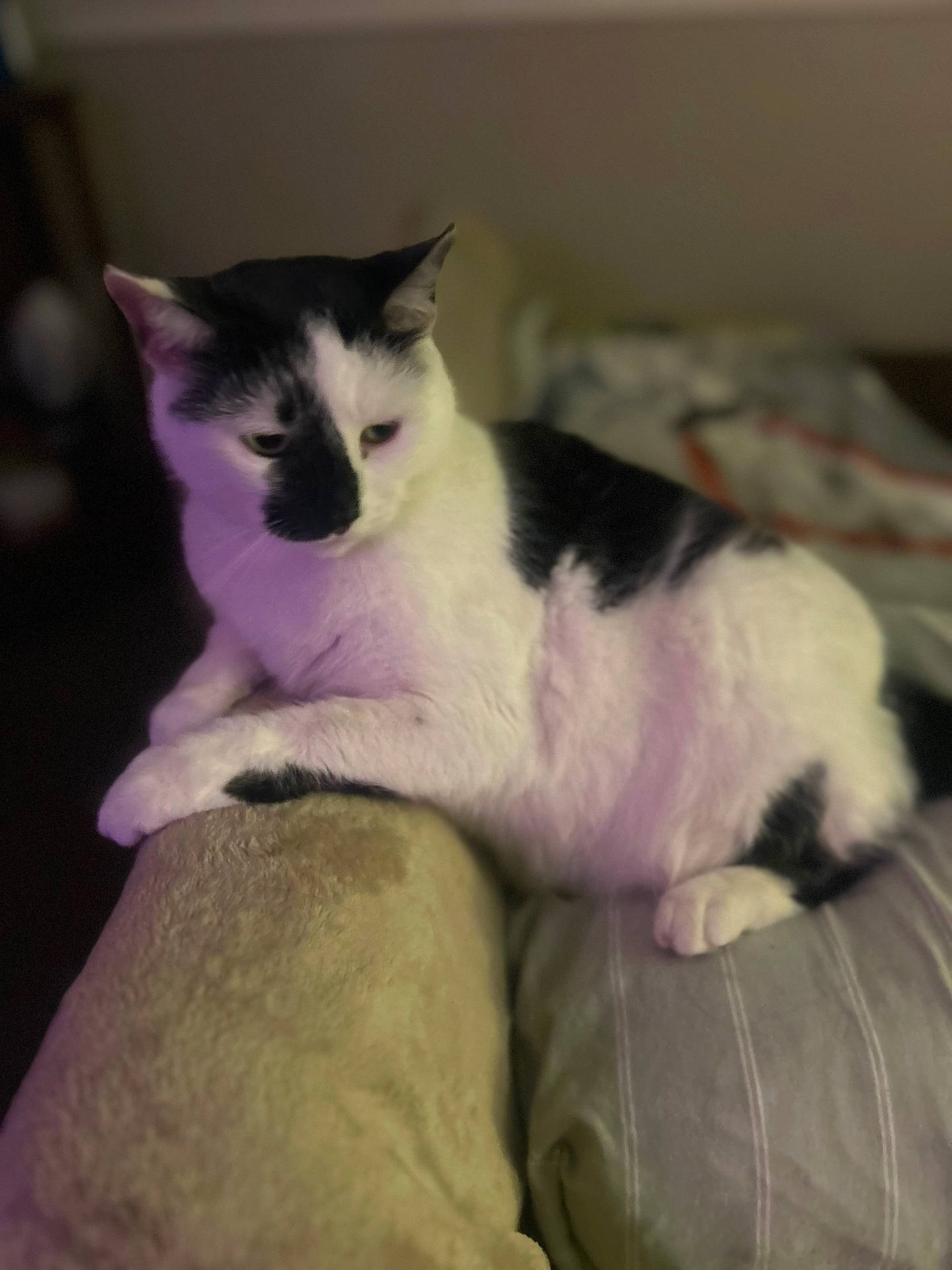 T-Moo