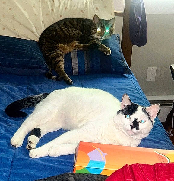 animal, bed, blue_bedding, cat, colorful_box, cozy, domestic_cat, feline, furniture, home, indoor, light, pets, pillow, red_fabric, relaxing, shadow, tabby_cat, white_cat, window
