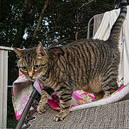 Paddy joined the competition — help win amazing prizes! animal, cat, chair, curious, evening, exploring, fur, furniture, leafy, nature, outdoor, patterned_fur, paw, pet, tabby_cat, tail, towel, tree, whiskers, wide_eyes