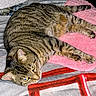 cat, tabby, pet, animal, feline, striped, fur, whiskers, eyes, ears, blanket, pink_mat, quilted, soft, indoor, resting, lying_down, cozy, comfortable, curious