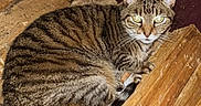 Paddy is registered to the contest to win money with this photo: animal, brown, cat, cozy, ears, eyes, feline, fur, indoor, looking, nature, orange, pet, pile, resting, striped, tabby, tail, whiskers, wood