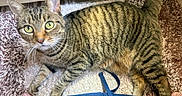 Paddy is registered to the contest to win money with this photo: cat, tabby_cat, green_eyes, indoor, rug, striped, pet, feline, whiskers, curious, animal, domestic_cat, floor, toe, person, cozy, relaxed, playing, close_up, companion