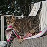 Paddy joined the competition — help win amazing prizes! animal, cat, chair, closeup, curious, daylight, domestic_cat, fur, furniture, nature, outdoor, paw, pet, railing, striped, tabby_cat, tail, towel, tree, whiskers