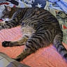 cat, tabby, sleeping, blanket, pink, striped, feline, resting, indoor, fabric, quilt, cozy, paw, tail, pet, fur, comfort, relaxation, home, animal
