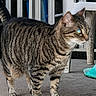 Paddy is registered to the contest to win money with this photo: animal, background, cat, chair, close_up, concrete_floor, curious, daylight, domestic_animal, ears, feline, green_eyes, outdoor, pet, plastic_chair, standing, striped_fur, tabby_cat, tail, whiskers