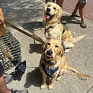 Henley is registered to the contest to win money with this photo: canine, concrete, dog, footwear, golden_retriever, happy, harness, leash, outdoor, person, pet, playful, sandals, shadow, sidewalk, sneakers, summer, sunlight, tongue_out, waiting