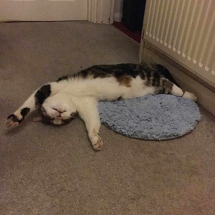 Alan joined the competition — help win amazing prizes! canidae, carnivore, cat, dog_breed, european_shorthair, felidae, floor, kitten, paw, polydactyl_cat, small_to_medium_sized_cats, sporting_group, tail, whiskers