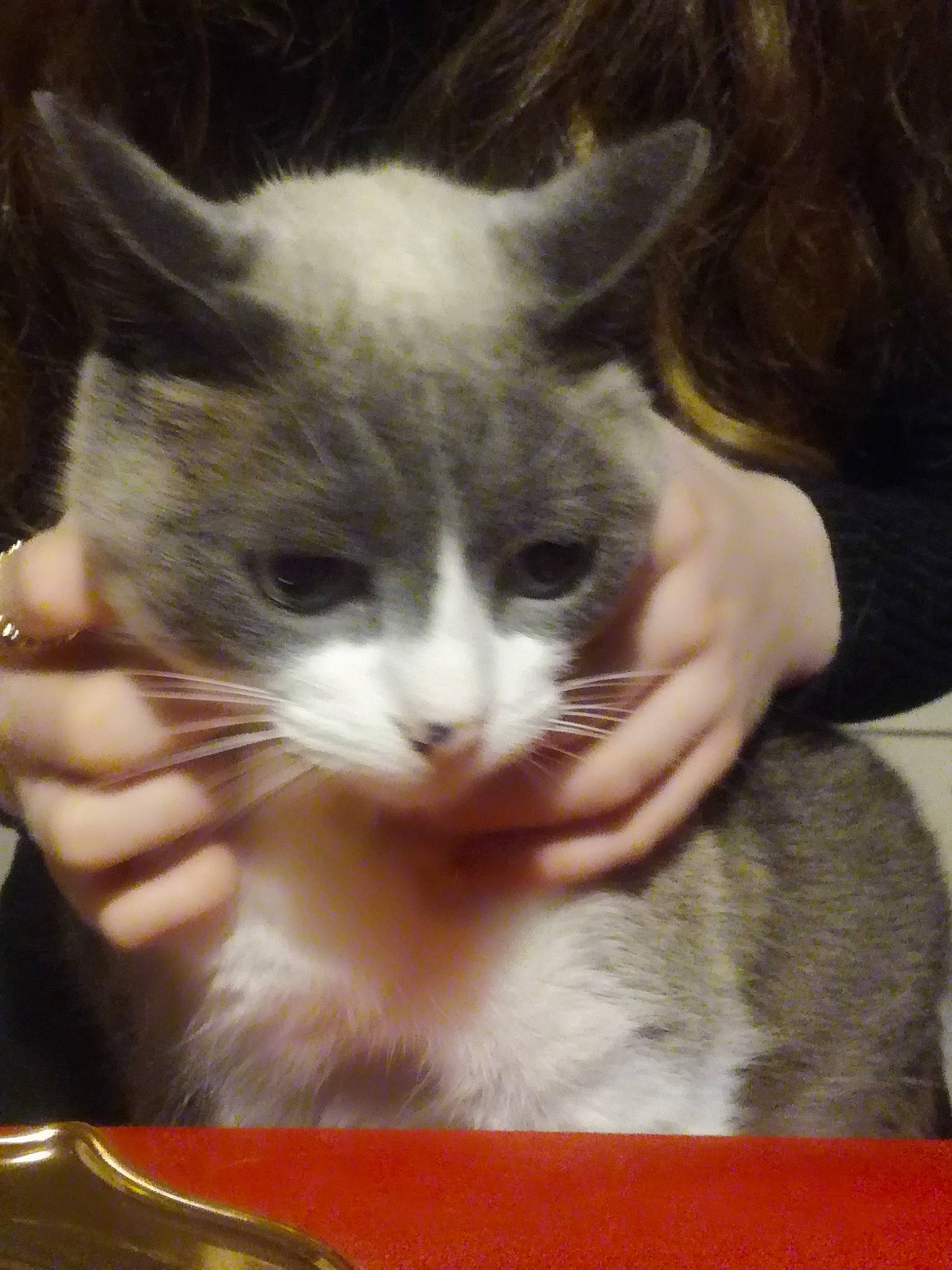 Traveller participe au concours pour gagner de l'argent avec cette photo : american_wirehair, asian, carnivore, cat, domestic_short_haired_cat, european_shorthair, felidae, kitten, mammal, photo_caption, polydactyl_cat, small_to_medium_sized_cats, vertebrate, whiskers