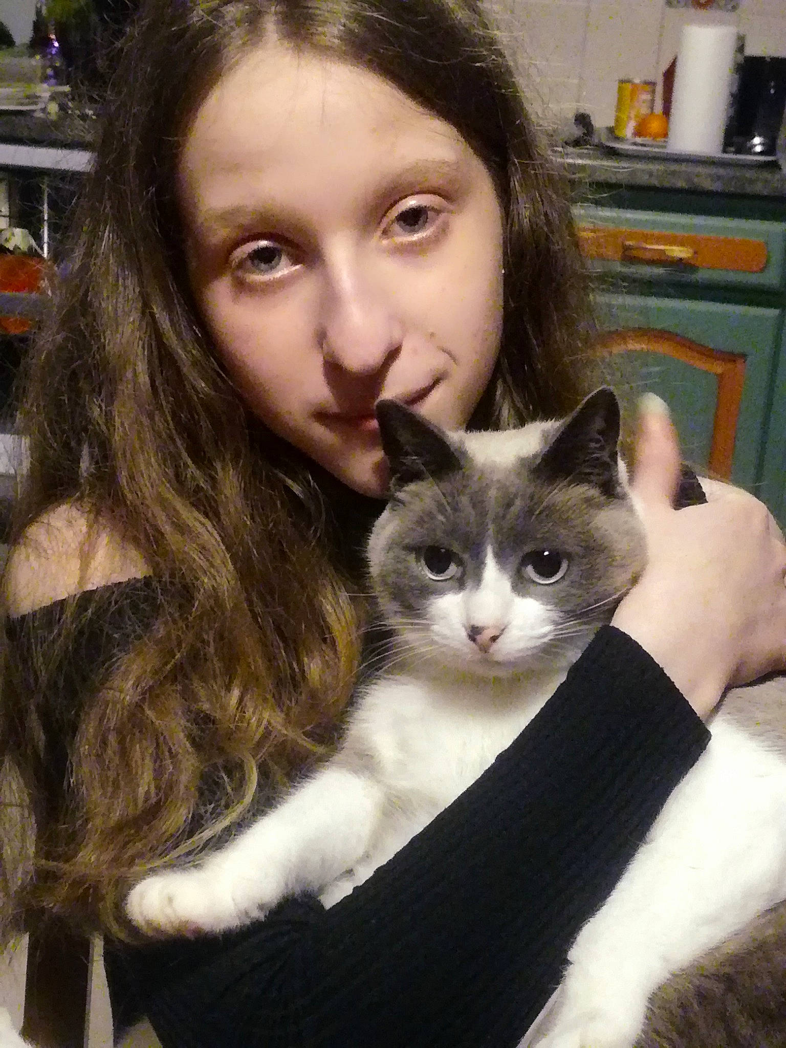 Traveller participe au concours pour gagner de l'argent avec cette photo : american_wirehair, asian, carnivore, cat, domestic_short_haired_cat, felidae, fur, iris, kitten, mammal, small_to_medium_sized_cats, whiskers