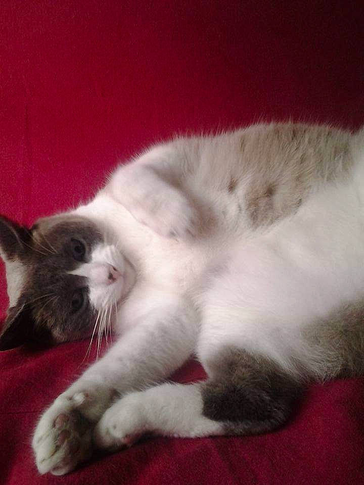 Traveller a rejoint le concours — aidez-le/la à gagner de superbes lots ! carnivore, cat, felidae, fur, kitten, mammal, nap, paw, polydactyl_cat, ragdoll, sleep, small_to_medium_sized_cats, tail, whiskers