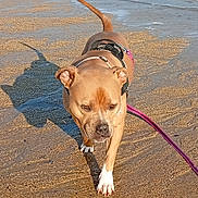 Chanel participe au concours pour gagner de l'argent avec cette photo : animal, beach, brown_dog, coastal, dog, harness, leash, ocean, outdoor, pet, sand, shadow, shoreline, short_hair, standing, sunlight, walking, water, waves, white_paws