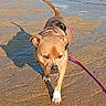 animal, beach, brown_dog, coastal, dog, harness, leash, ocean, outdoor, pet, sand, shadow, shoreline, short_hair, standing, sunlight, walking, water, waves, white_paws