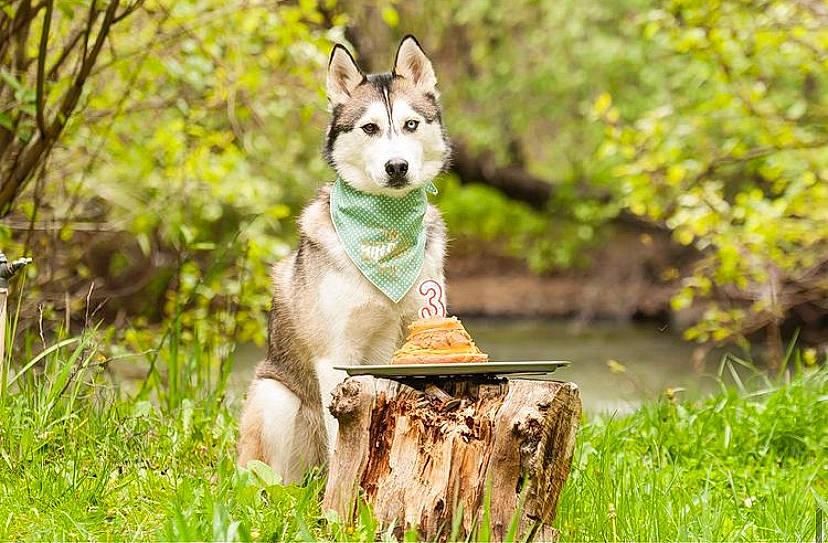 Whiskey joined the competition — help win amazing prizes! carnivore, companion_dog, dog, dog_breed, fawn, forest, garden, grass, landscape, natural_landscape, plant, sled_dog, tail, terrestrial_animal, tree, water, wildlife, wolf, wood, woodland