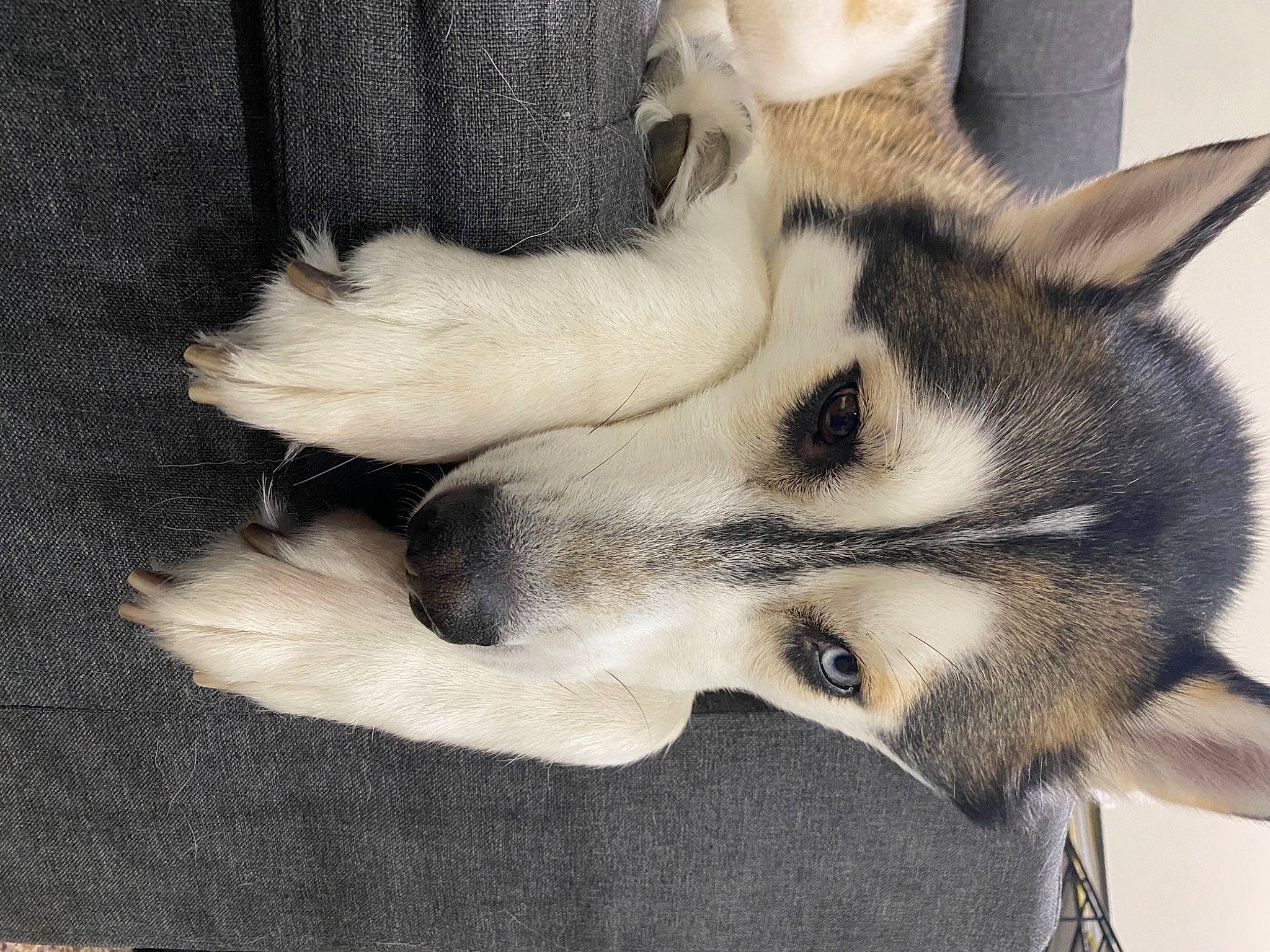 Whiskey joined the competition — help win amazing prizes! canidae, carnivore, comfort, companion_dog, dog, dog_breed, ear, eye, eyelash, fawn, fur, head, jaw, paw, snout, terrestrial_animal, whiskers, wildlife, window, working_animal