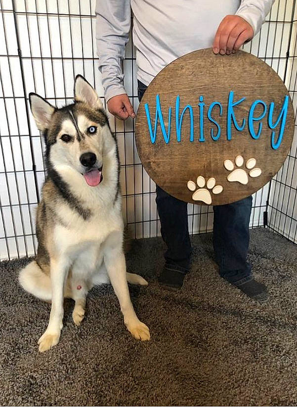 Whiskey joined the competition — help win amazing prizes! ancient_dog_breeds, canidae, canis, carnivore, companion_dog, dog, dog_breed, dog_supply, fur, leash, metal, paw, pet_supply, photo_caption, siberian_husky, sled_dog, snout, sporting_group, tail, working_dog