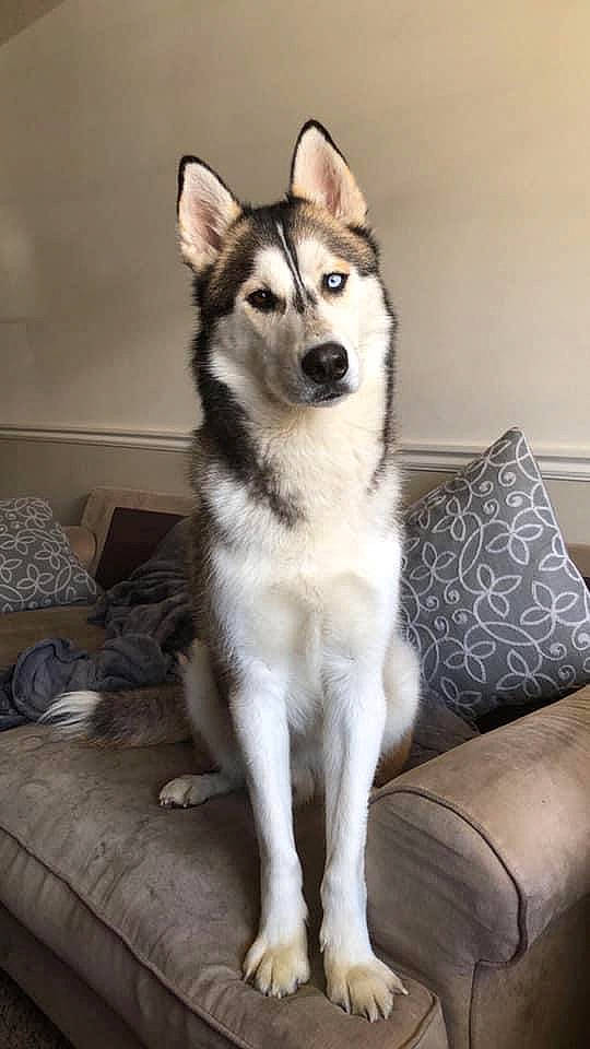 Whiskey is registered to the contest to win money with this photo: ancient_dog_breeds, canidae, canis, carnivore, comfort, companion_dog, couch, dog, dog_breed, flooring, fur, grey, siberian_husky, sled_dog, snout, sporting_group, studio_couch, tail, working_animal, working_dog