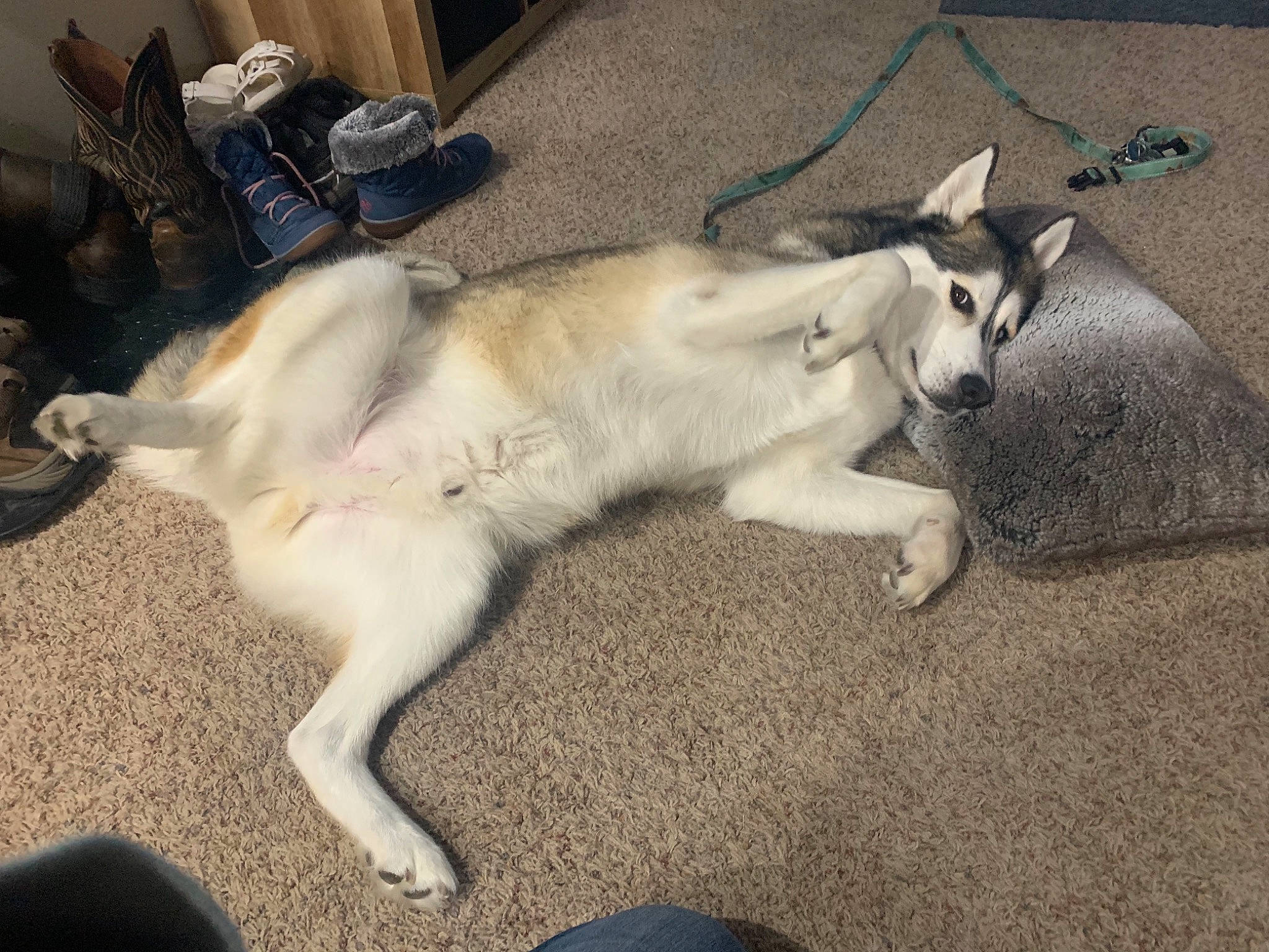 Whiskey joined the competition — help win amazing prizes! canidae, carnivore, companion_dog, dog, dog_breed, fawn, felidae, fur, luggage_and_bags, non_sporting_group, paw, small_to_medium_sized_cats, snout, sporting_group, tail, terrestrial_animal, wildlife