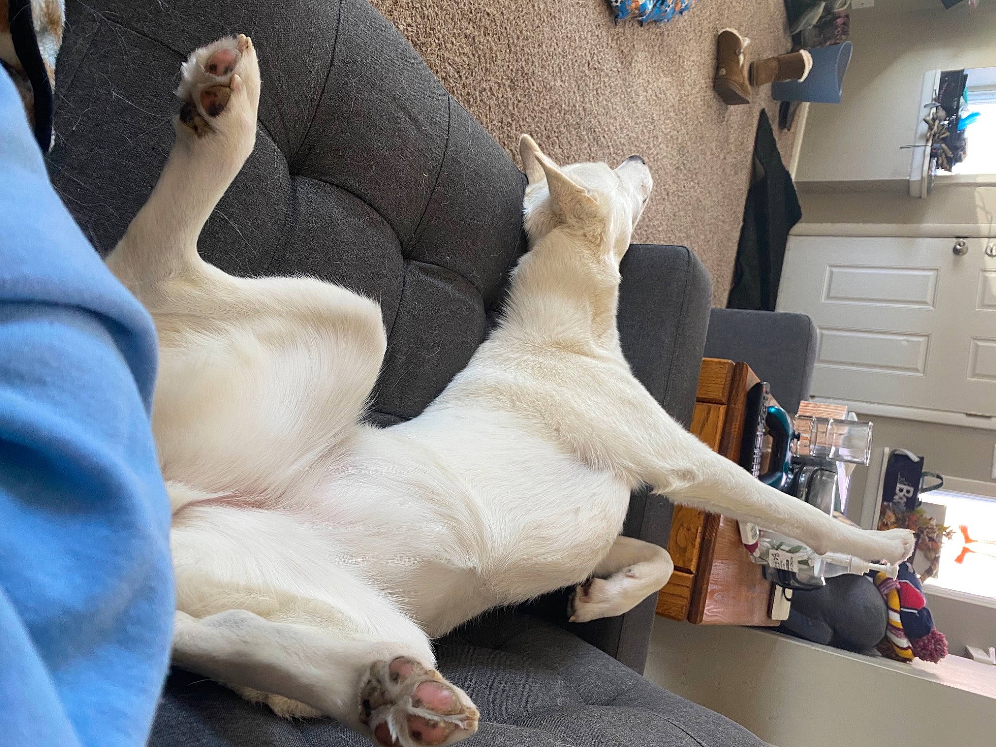 Skyy is registered to the contest to win money with this photo: cabinetry, carnivore, comfort, companion_dog, couch, dog, dog_breed, drawer, fawn, felidae, foot, human_leg, pillow, small_to_medium_sized_cats, snout, studio_couch, table, tail, whiskers, wood