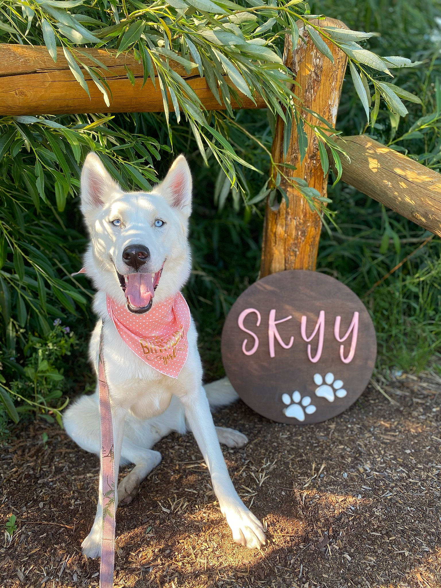 Skyy is registered to the contest to win money with this photo: canidae, carnivore, collar, companion_dog, dog, dog_breed, dog_collar, dog_supply, fashion_accessory, fawn, grass, holiday_ornament, lawn_ornament, leash, ornament, plant, soil, sporting_group, tail, tree