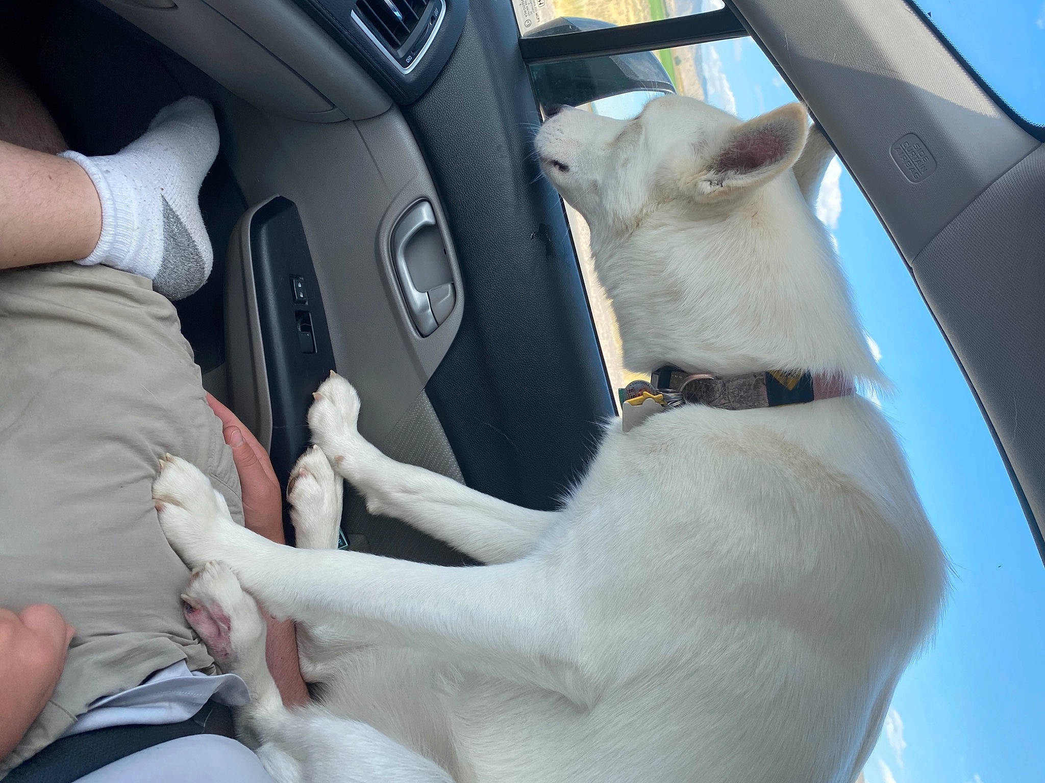 Skyy joined the competition — help win amazing prizes! auto_part, automotive_design, automotive_exterior, automotive_mirror, car, car_seat, car_seat_cover, carnivore, companion_dog, dog, dog_breed, family_car, fawn, motor_vehicle, personal_luxury_car, steering_part, steering_wheel, vehicle, vehicle_door, white