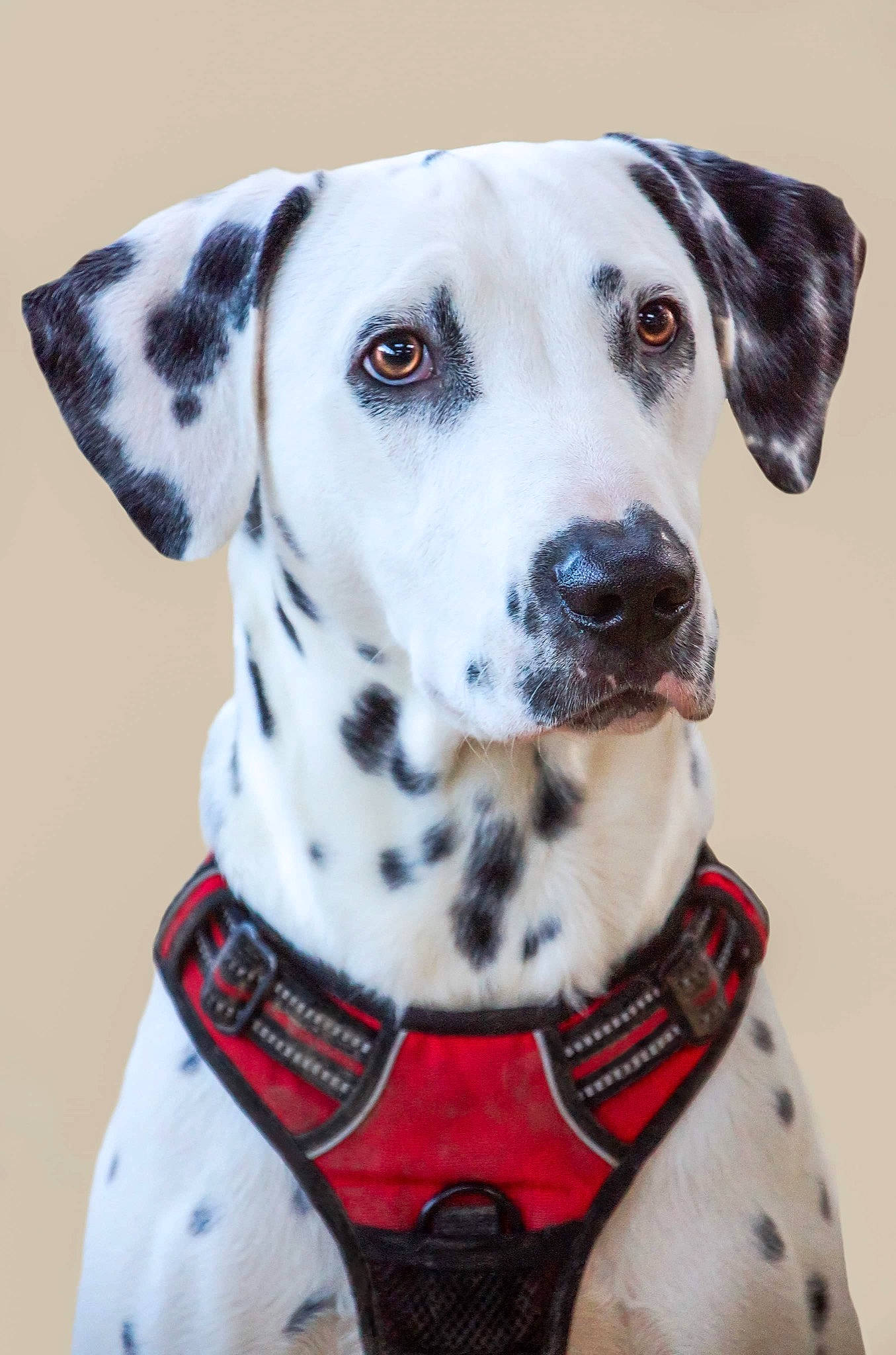 Pao participe au concours pour gagner de l'argent avec cette photo : canidae, carnivore, companion_dog, dalmatian, dog, dog_breed, dog_collar, mammal, non_sporting_group, pointer, snout, sporting_group, vertebrate
