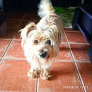 Basil a rejoint le concours — aidez-le/la à gagner de superbes lots ! dog, small_dog, fur, scruffy, pet, indoors, tiled_floor, curious, tail, blurry_tail, brown_fur, long_hair, animal, companion, looking_at_camera, floor_tiles, furniture, rug, cute, domestic