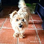 dog, small_dog, fur, scruffy, pet, indoors, tiled_floor, curious, tail, blurry_tail, brown_fur, long_hair, animal, companion, looking_at_camera, floor_tiles, furniture, rug, cute, domestic