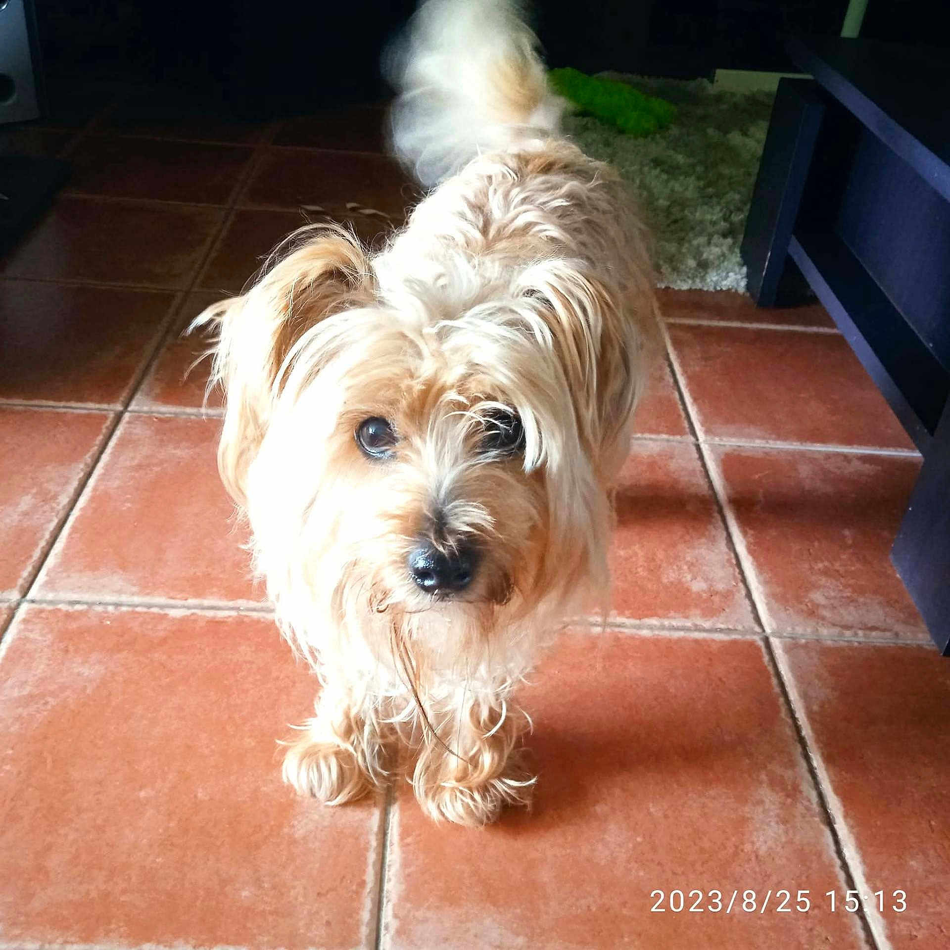 Basil a rejoint le concours — aidez-le/la à gagner de superbes lots ! animal, blurry_tail, brown_fur, companion, curious, cute, dog, domestic, floor_tiles, fur, furniture, indoors, long_hair, looking_at_camera, pet, rug, scruffy, small_dog, tail, tiled_floor