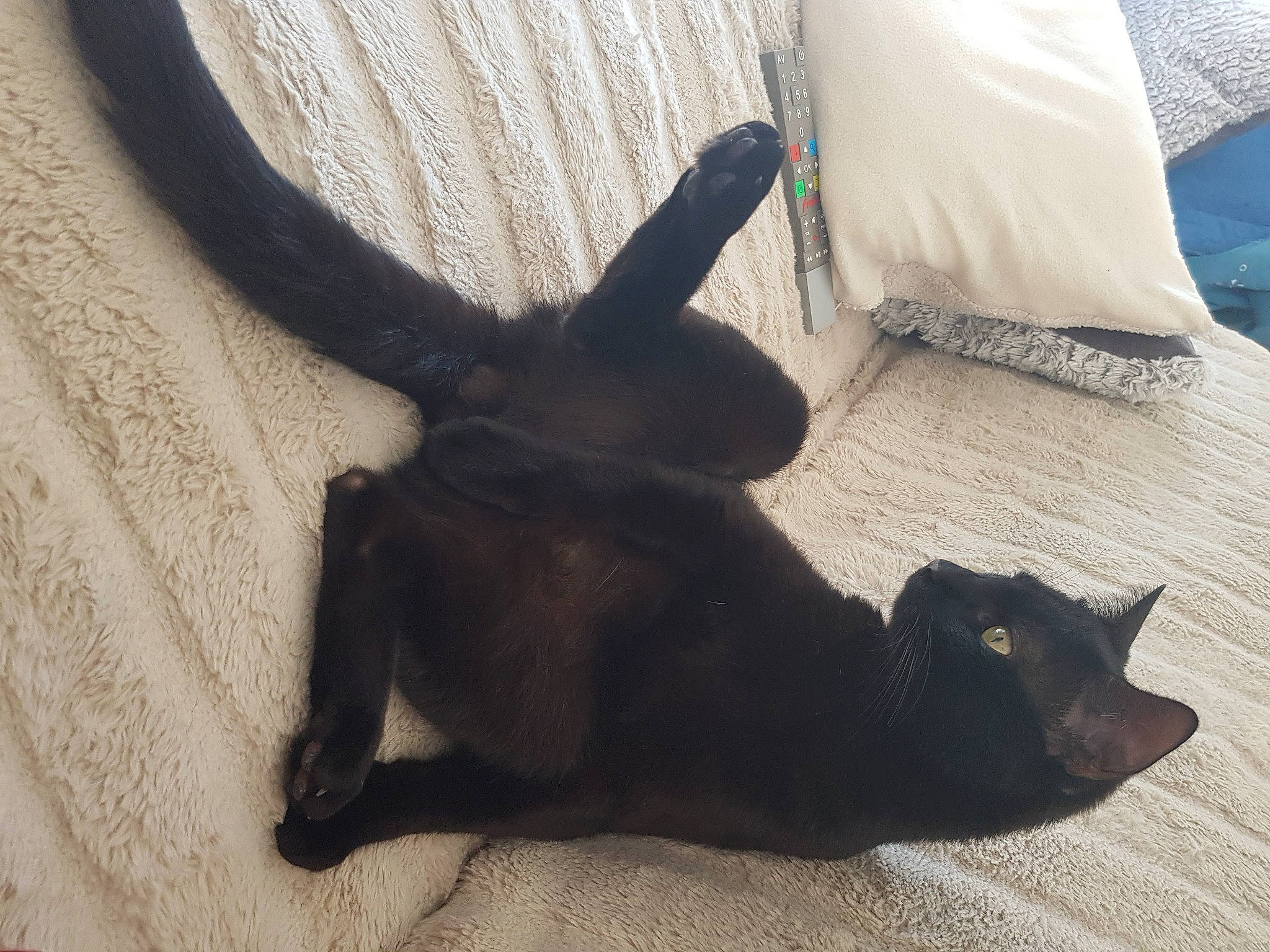 Phoenix a rejoint le concours — aidez-le/la à gagner de superbes lots ! black_cat, bombay, carnivore, cat, comfort, companion_dog, dog_breed, domestic_short_haired_cat, fawn, felidae, flooring, gesture, grey, mammal, small_to_medium_sized_cats, snout, tail, whiskers, wood, working_animal