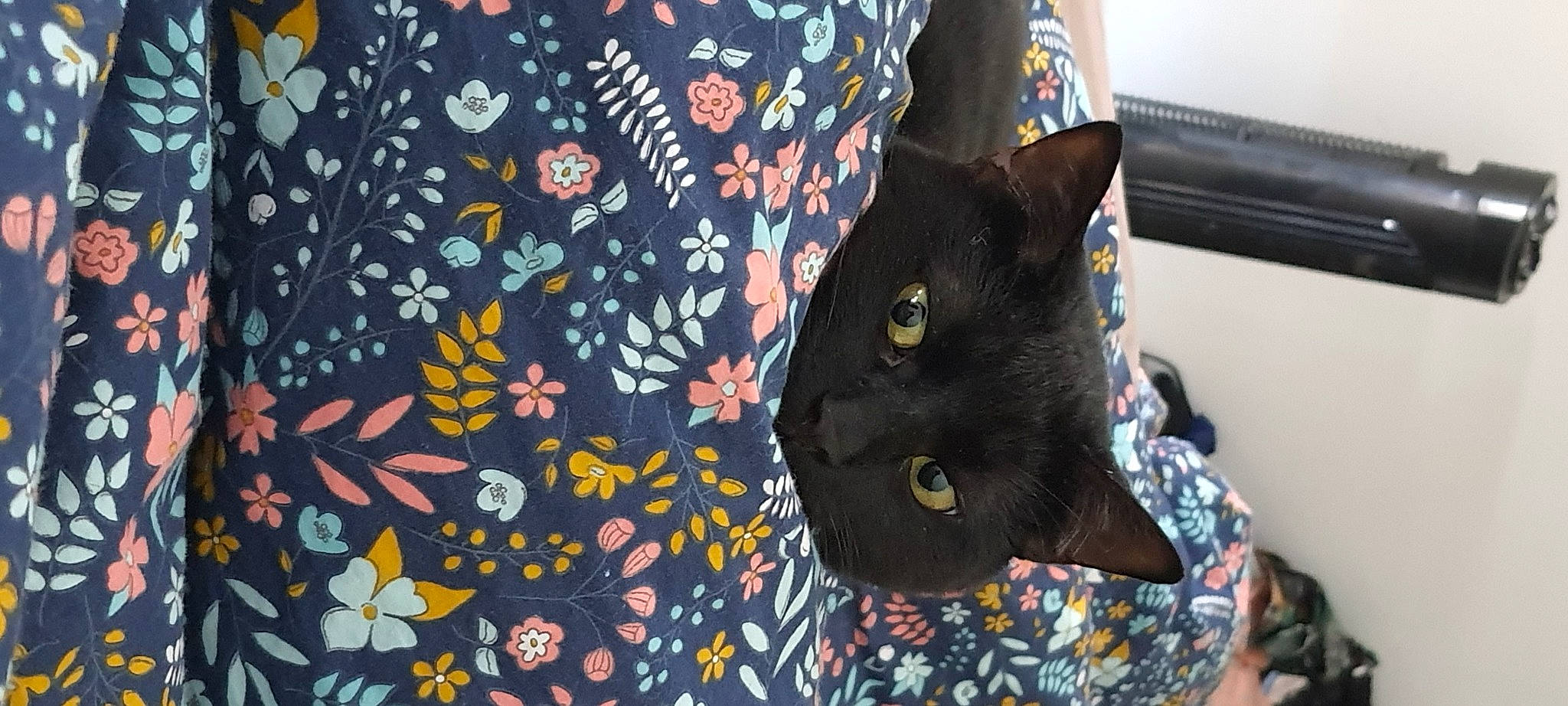 Phoenix participe au concours pour gagner de l'argent avec cette photo : baby_toddler_clothing, bag, black_cat, carnivore, cat, domestic_short_haired_cat, electric_blue, fashion_accessory, felidae, fur, linens, pattern, quilt, sleeve, small_to_medium_sized_cats, textile, top, visual_arts, whiskers
