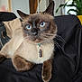 cat, siamese_cat, blue_eyes, collar, pendant, indoor, furniture, plant, black_fabric, close_up, pet, animal, whiskers, relaxed, curious, mammal, fur, domestic, cute, portrait