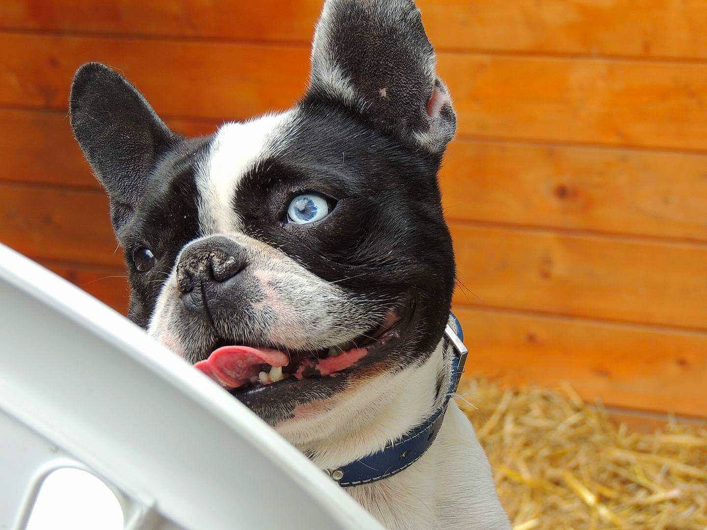Bahia a rejoint le concours — aidez-le/la à gagner de superbes lots ! boston_terrier, canidae, carmine, carnivore, collar, companion_dog, dog, dog_breed, dog_collar, ear, fawn, grass, mammal, snout, sporting_group, terrestrial_animal, toy_dog, vertebrate, whiskers, working_animal