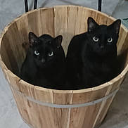 Roman Walker joined the competition — help win amazing prizes! animal, basket, black_cat, black_fur, cat, curious, domestic_cat, ears, electrical_outlet, eyes, feline, floor, gray_floor, indoor, metal_chair, pet, sitting, two_cats, wall, wooden_basket
